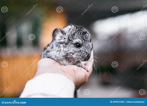 Chinchilla Baby Kids Sitting On Your Hands Stock Photo Image Of Grey