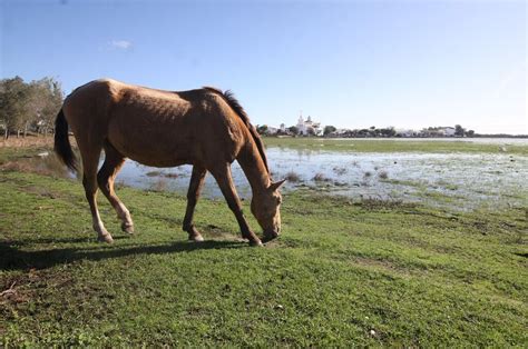 Im Genes De La Marisma De El Roc O Y De La Laguna De El Portil Llenas