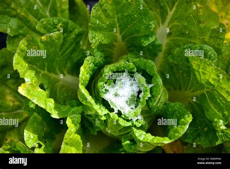 Snow Cabbage Hi Res Stock Photography And Images Alamy