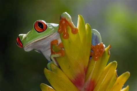 Rana Arbor Cola De Ojos Rojos Sentada En La Flor De Bromelia Rana