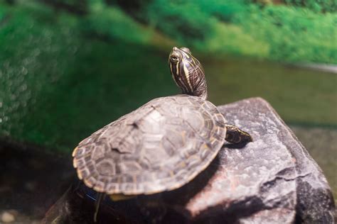 Do Turtles Need Rocks In Their Tank? Essential Tank Setup Tips - Turtle's Life