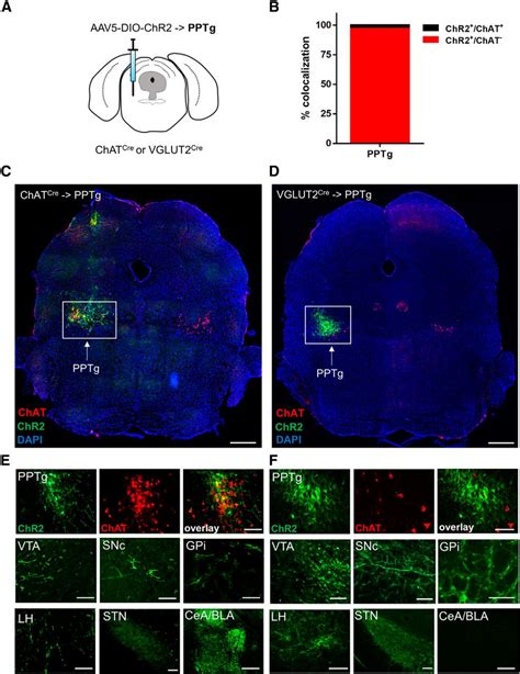 Differential Expression Of VGLUT2 In Mouse Mesopontine Cholinergic