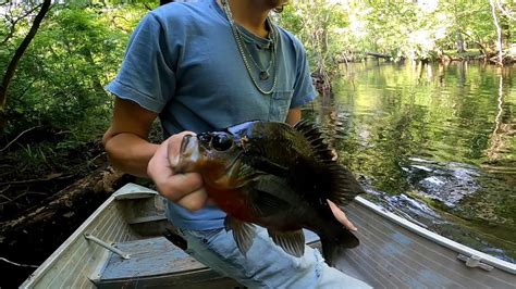 New Spot Had Some Big Bream Florida Rebreast Fishing Youtube