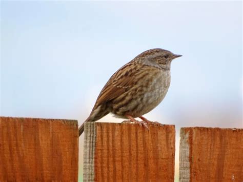 Weiro Bird Images - Free Download on Freepik