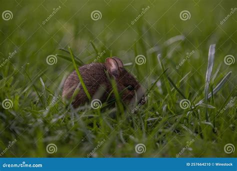 Cute Ural Field Mouse In The Forest Looking For Food Stock Photo