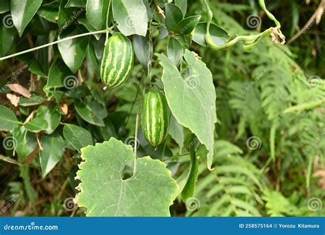 Japanese Snake Gourd Trichosanthes Cucumeroides Stock Photo Image Of