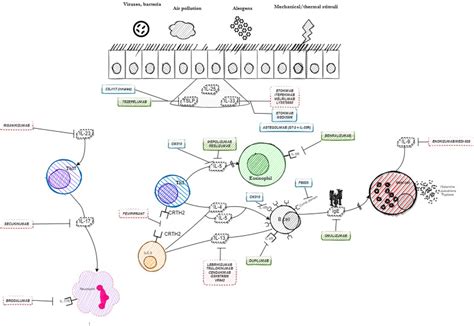 Monoclonal Antibodies In The Management Of Asthma Dead Ends Current Status And Future