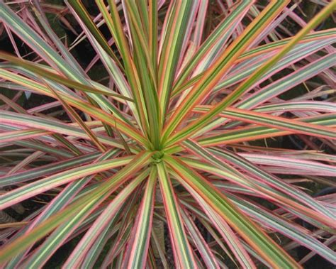 Dracaena Marginata Architectural Plants Plants Best Air Filter