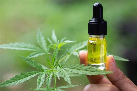 Beneficios Del Uso De Aceite CBD Florpedia