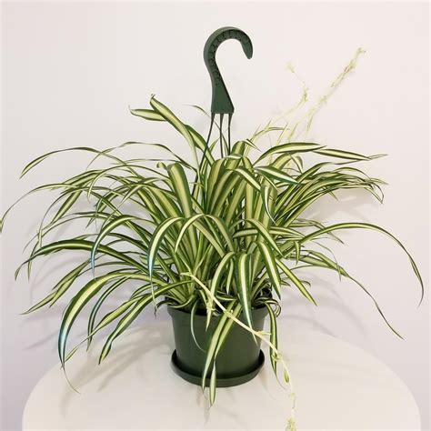 Air Purifying Spider Plant Ubicaciondepersonas Cdmx Gob Mx