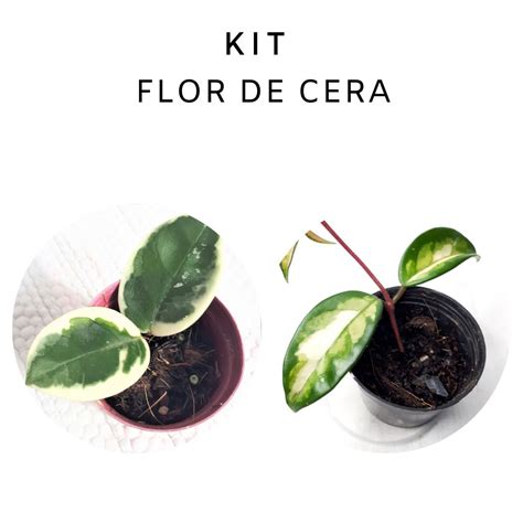 Kit Flor De Cera Hoya Carnosa Krimson Queen E Krimson Princess