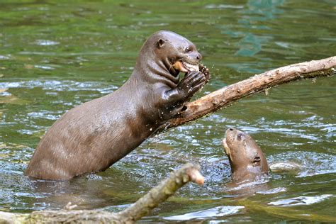 Wildlife Species in Brazil | Chimu Adventures