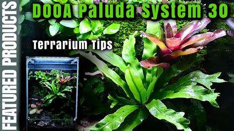 Setting A Terrarium Using Dooa Paluda System Terrarium Tips Youtube