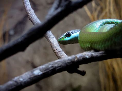 South American Green Racer Snake Also Known As Lichtensteins Green ...