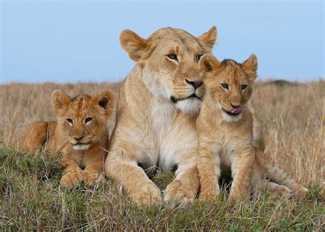 #805205 Lions, Lioness, Grass - Rare Gallery HD Wallpapers