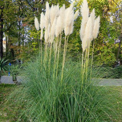 Herbe De La Pampa Cortaderia Selloana Blanc Vente Gyn Rium Argentea