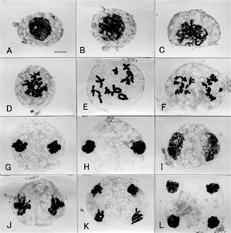 Top 92 Pictures Pictures Of Human Cells Under A Microscope Full Hd 2k 4k