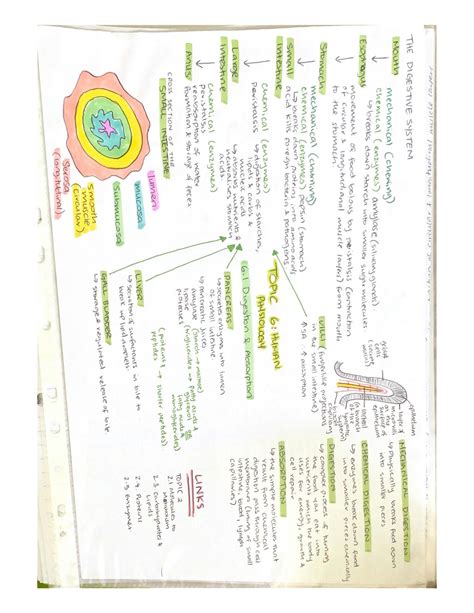 SOLUTION Ib Biology Topic 6 Human Physiology Studypool