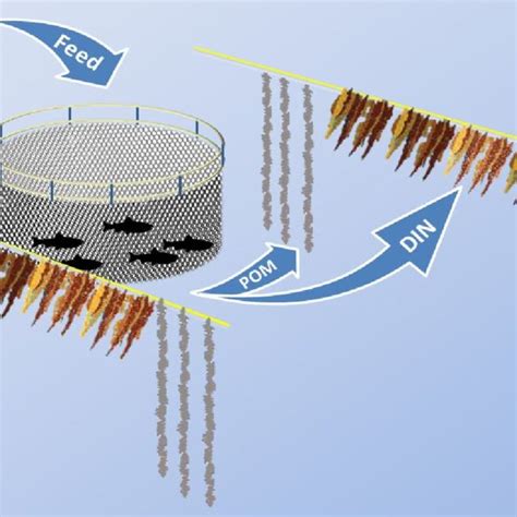 Conceptual Diagram Of An Integrated Multi Trophic Aquaculture IMTA