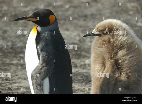 La Guerra De Las Malvinas Falkland Am Rica Del Sur La Isla Saunders