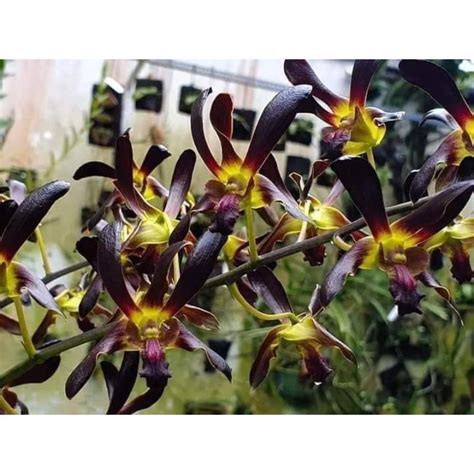 Jual Anggrek Dendrobium Black Mamba Batang Aktif Shopee Indonesia