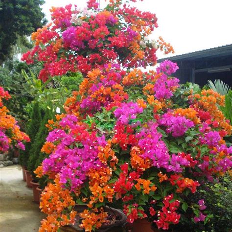 100pcs Bougainvillea Plant Seeds Spectabilis Bonsai Flower Seeds Mixed