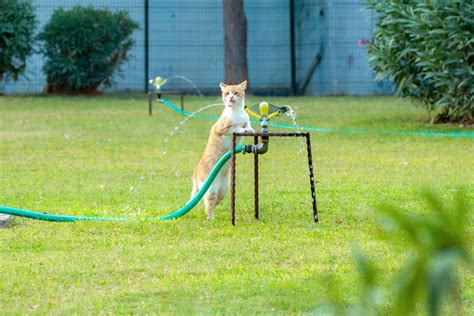 Olas de Calor en México causan muerte de animales consejos para