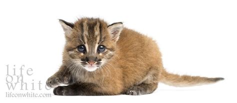 Asian golden cat kitten | Cats, Cute animals, Wild cats