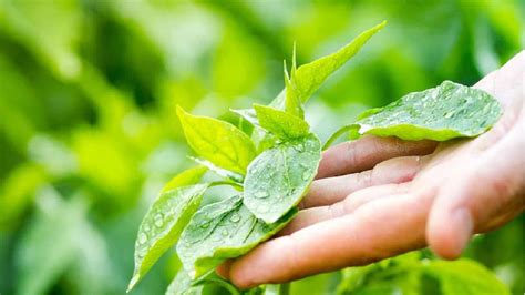 El Truco Perfecto Para Limpiar Y Cuidar Las Hojas De Tus Plantas Paso