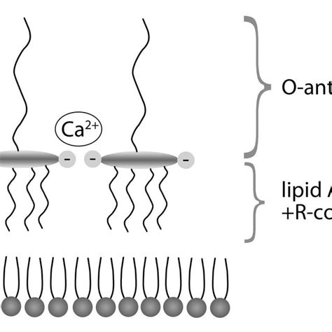 a). Gram-negative outer membrane. The outer membrane is composed of ...