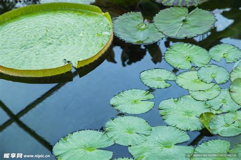 浮萍摄影图__花草_生物世界_摄影图库_昵图网nipic.com