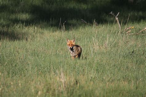 Hd Wallpaper Fuchs Red Fox Vulpes Vulpes Wild Animal Reddish Fur