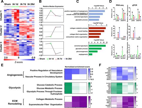 Dynamic Changes In Hif Target Genes In The Ischemic Heart After Mi A