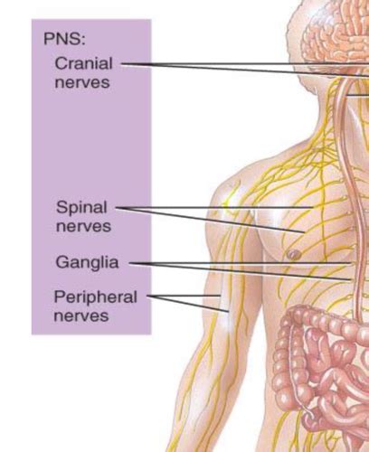 Fichas De Aprendizaje Anatomie Unit 6 Quizlet