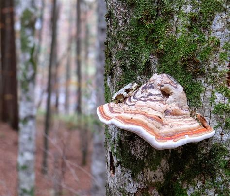 Pilz Baum Wald Kostenloses Foto Auf Pixabay Pixabay