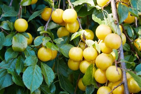 A Bunch Of Ripe Yellow Plums On A Tree Stock Photo Image Of Harvest