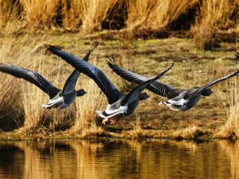 Wandelroute Knopenlopen Heibloem VVV Hart Van Limburg