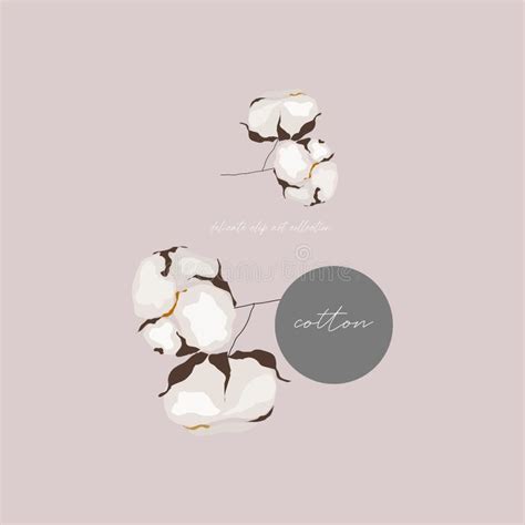Cotton Bloom Flower Branch Illustration Stock Vector Illustration Of