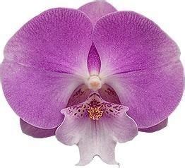 Pin By Tata Ospischeva On Orchid Flower