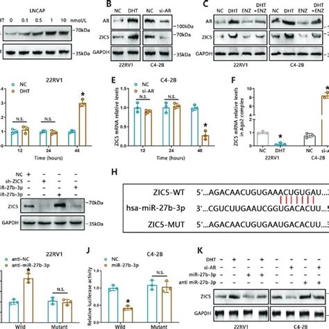 ZIC5 increases Wnt/β-catenin signaling by potentiating the interaction ...