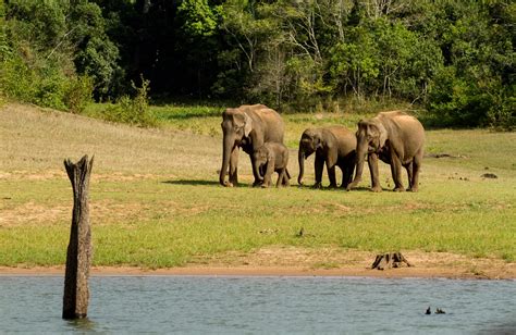 India Kerala Periyar National Park Ecoturismo En Thekkady Una