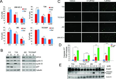 Selinexor Induces Cell Cycle Arrest And Apoptosis A Cell Cycle