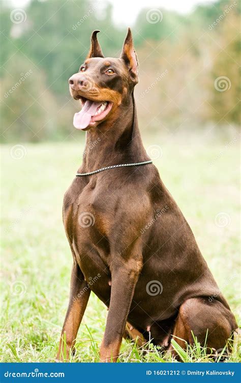 Sitting Brown Doberman Pinscher Stock Photo - Image of ears, doberman ...