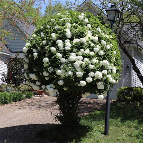 Snowball Bushes For Sale