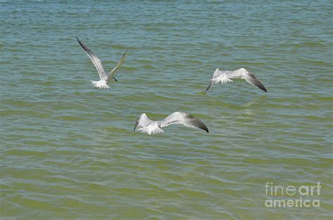 Trio Of Sandwich Terns In Flight Over The Ocean Photograph By Dejavu