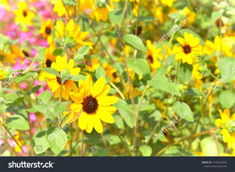 1 Tobudobutsukoen Images, Stock Photos & Vectors | Shutterstock