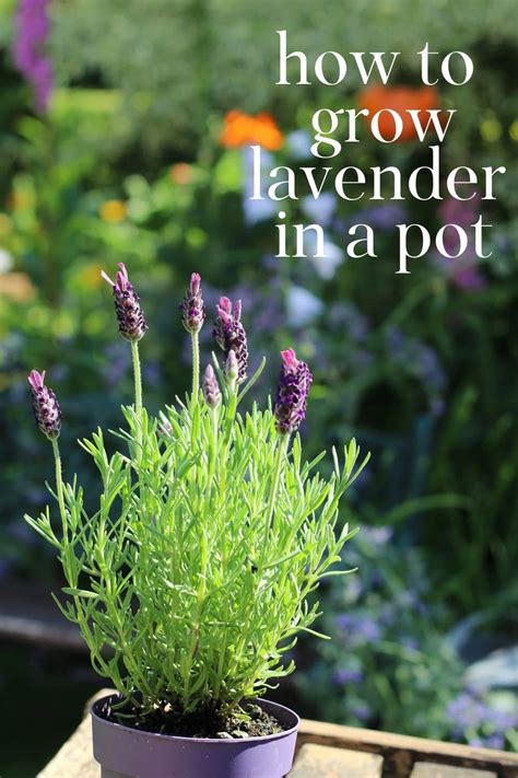 Growing Lavender In Pots Nourish And Nestle