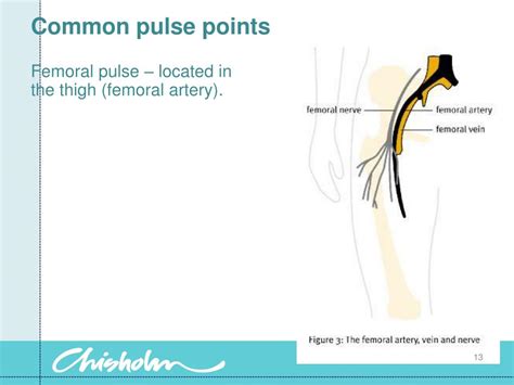 Ppt Cardio Vascular System Powerpoint Presentation Free Download