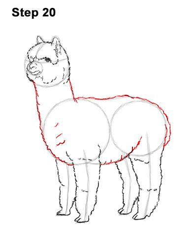 How To Draw An Alpaca Video And Step By Step Pictures