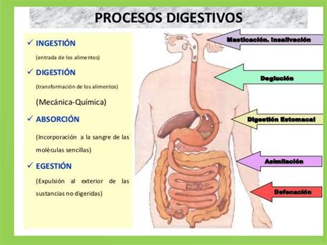 Proceso De La Digesti N Ppt